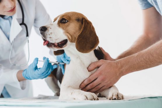 Dog with Scientists Animal Testing