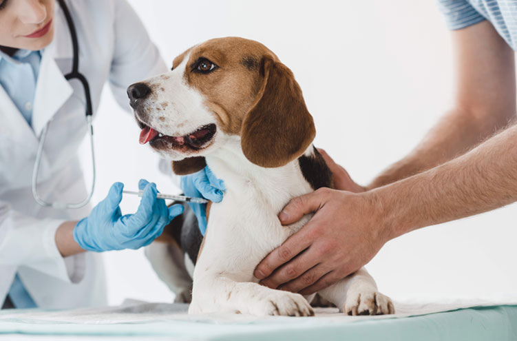 Dog with Scientists Animal Testing